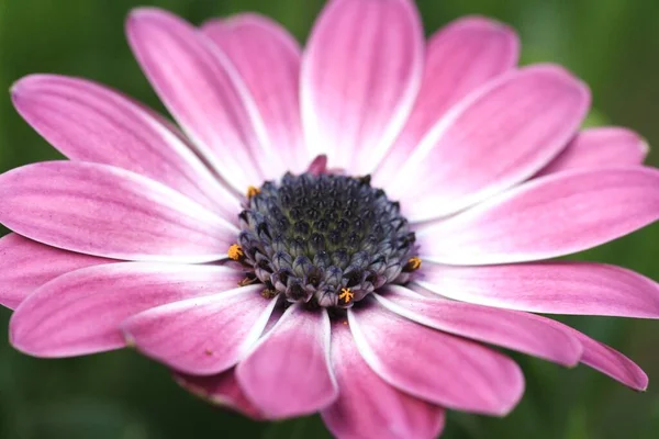 美しい花 花のコンセプトの背景 — ストック写真