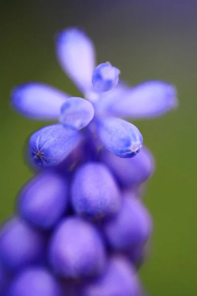 Krásné Květiny Květinový Koncept Pozadí — Stock fotografie