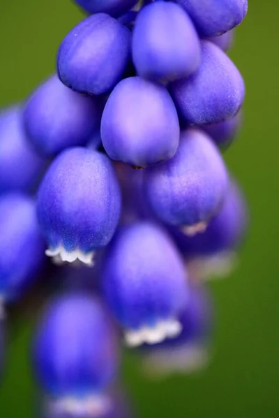 Vacker Botanisk Skott Naturliga Tapeter — Stockfoto