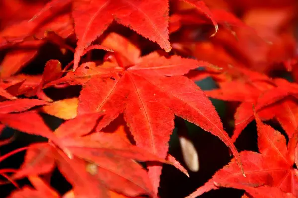 Árbol Arce Japonés Con Hojas Follaje Flora — Foto de Stock