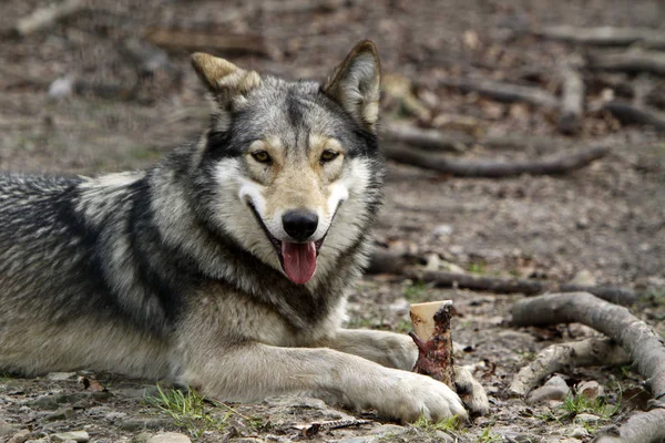 Visão Cênica Lobo Selvagem Natureza — Fotografia de Stock