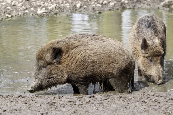 Wildschweine Schlamm — Stockfoto