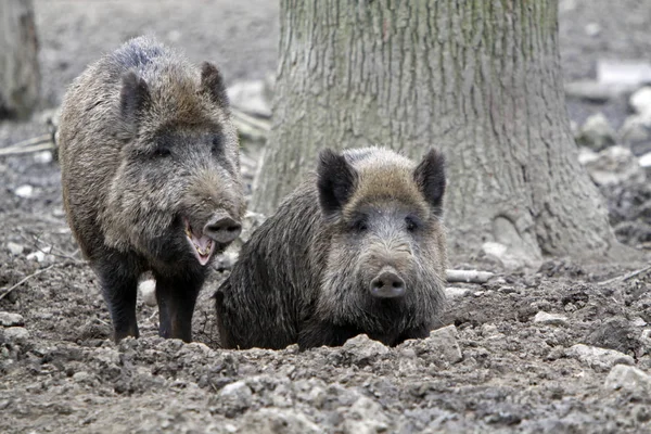 Wilde Zwijnen Modder — Stockfoto