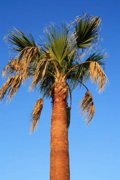 Palm Träd Blå Himmel Bakgrund — Stockfoto