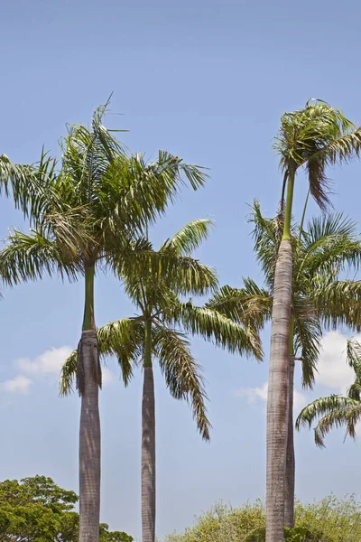 Cattura Verticale Del Paesaggio Tropicale Giardino Tropicale Palme Cocco Contro — Foto Stock