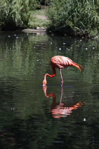 Мальовничий Вид Красиву Пташку Фламінго Природі — стокове фото