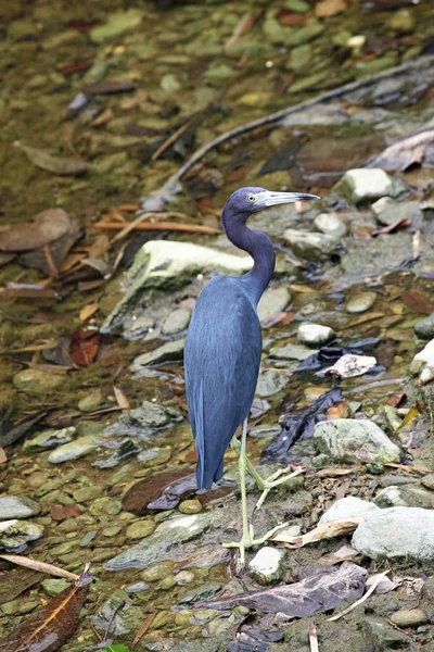 自然の中でのヘロン鳥の景観 — ストック写真