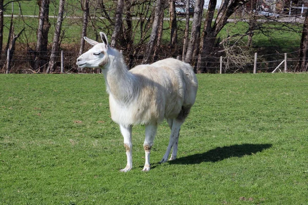 Llamas Bred Bavaria More Often — Stock Photo, Image