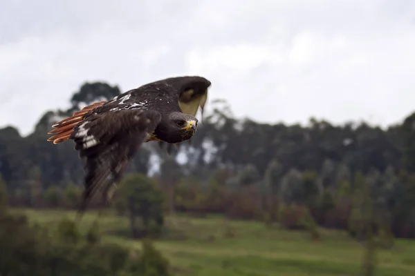 自然の中での美しい鷹の風景 — ストック写真