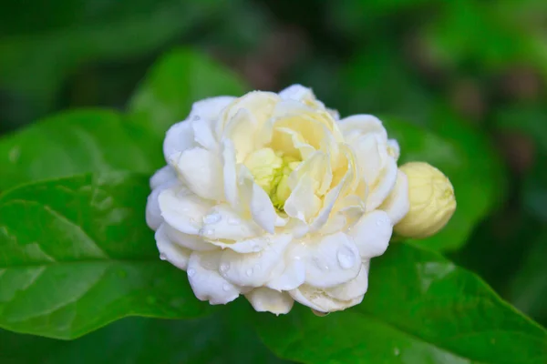 美丽的白色茉莉花花园 — 图库照片