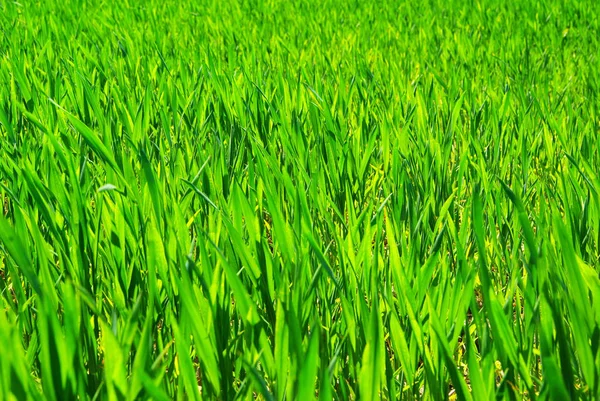 Textura Grama Verde Campo — Fotografia de Stock