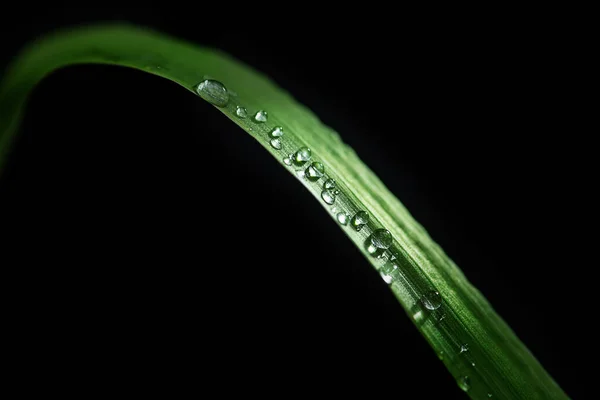 Feuille Verte Avec Des Gouttes Eau Sur Fond Noir — Photo