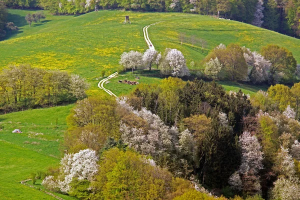 Ξυλεία Ανθισμένη Στο Odenwald — Φωτογραφία Αρχείου