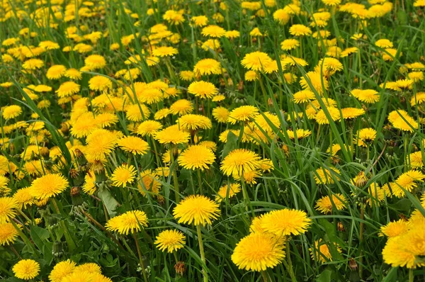 Κίτρινα Πέταλα Λουλουδιών Πικραλίδας Ανοιξιάτικη Χλωρίδα — Φωτογραφία Αρχείου