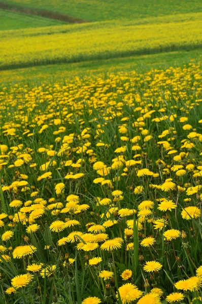 Gula Maskros Blommor Kronblad Vår Flora — Stockfoto