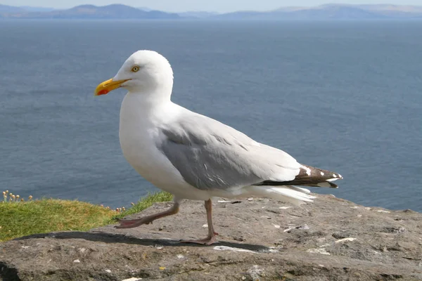 Möwe Der Küste — Stockfoto