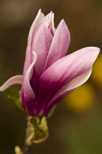 Magnolia Florecen Primavera Flores — Foto de Stock