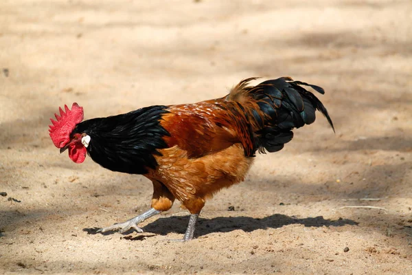 Aves Capoeira Domésticas Exploração — Fotografia de Stock