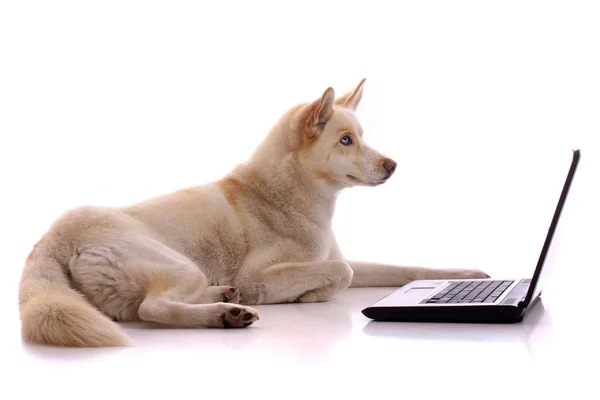 Лежащая Собака Хаски Ноутбуком — стоковое фото