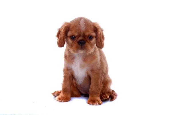 King Charles Puppy Sitting — Stock Photo, Image