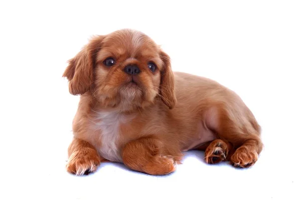 King Charles Puppy Lying — Stock Photo, Image