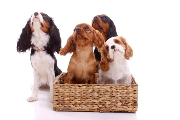 Quatro Cachorros Olhando Para Cima — Fotografia de Stock