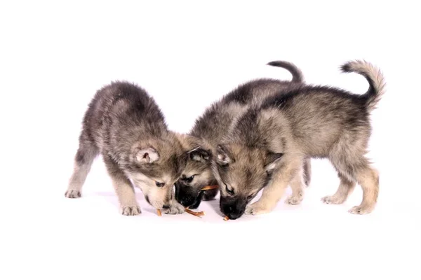 Drei Wolfshundewelpen Füttern — Stockfoto