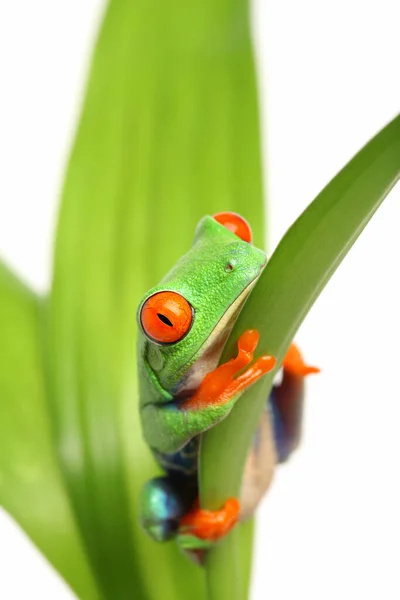 Grenouille Sur Une Feuille Isolée Sur Blanc Agalychnis Callidryas — Photo