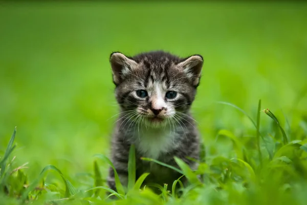 Gatto Giocoso Divertente Animale Animale Domestico Concetto — Foto Stock