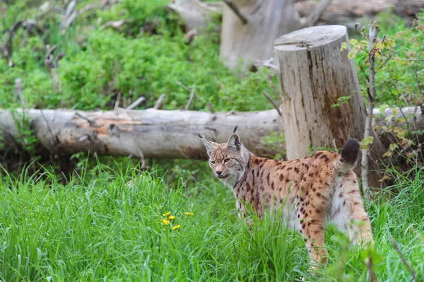 Lince Animale Selvatico Natura — Foto Stock