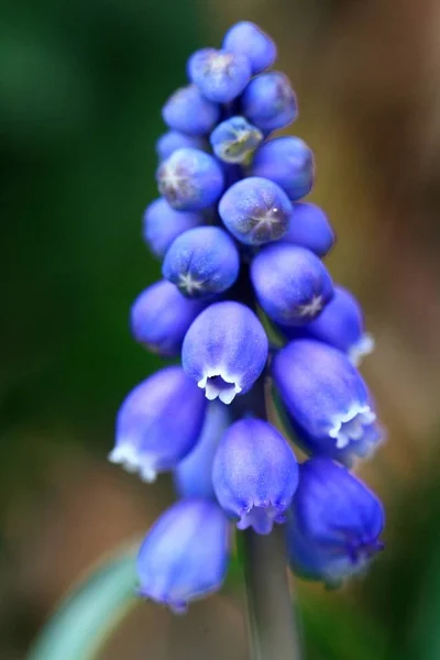 Beautiful Botanical Shot Natural Wallpaper Royalty Free Stock Photos