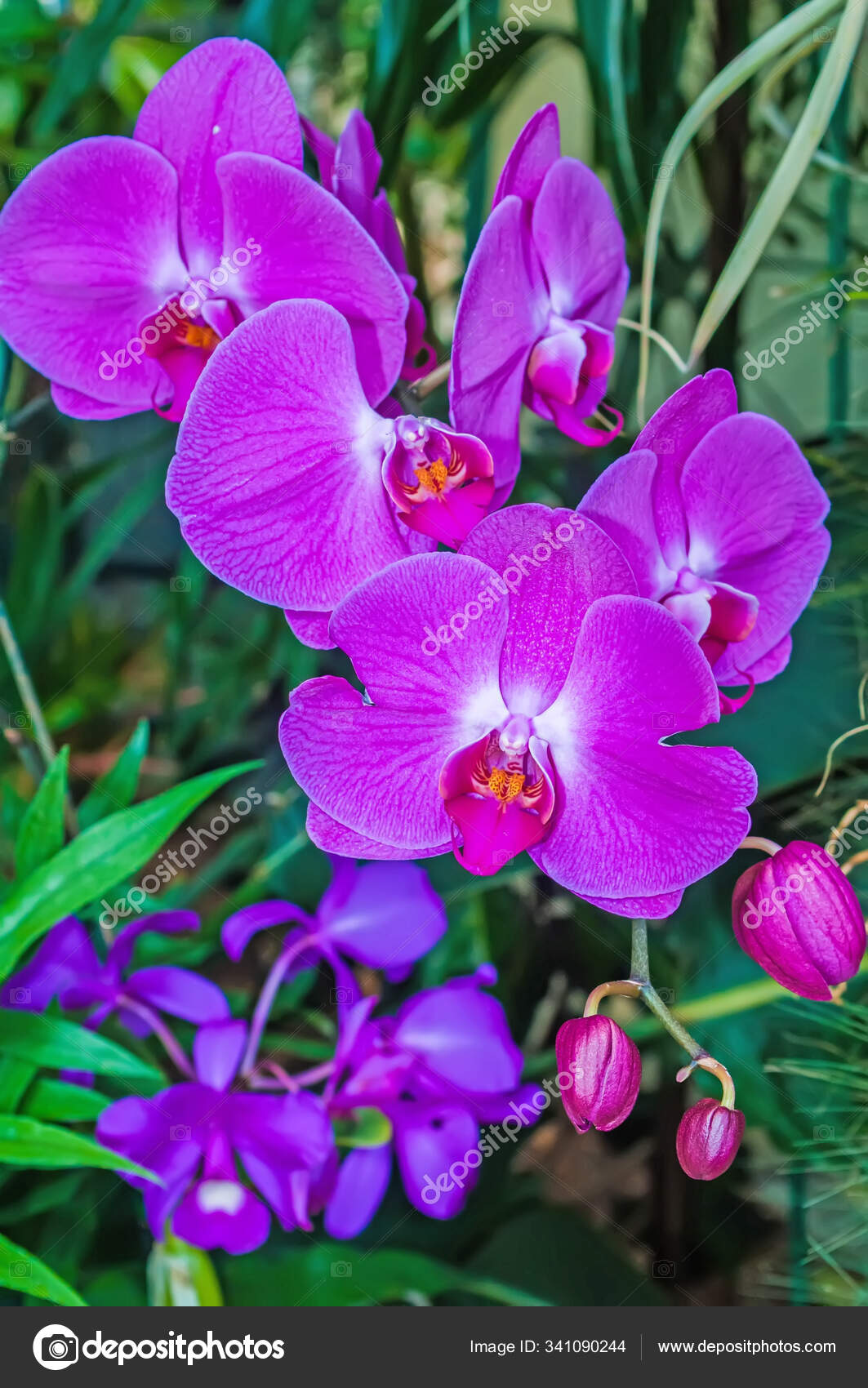 Flores Orquídeas Roxas Bonitas Florescem Phalaenopsis fotos, imagens de ©  PantherMediaSeller #341090244