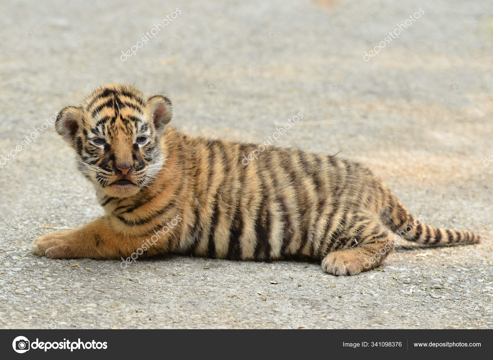 Kaufe Löwe Tiger Elefant Giraffe Zebra Panda Safari Kinderzimmer Wandkunst  Leinwand Malerei Poster und Drucke Dekor Bilder Baby Kinderzimmer zum Preis  ab 0.73 | Joom, image size:1600x1169