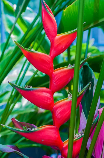 熱帯緑の背景にヘリカニアの花 — ストック写真