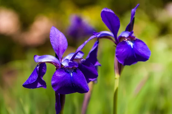 Iris Fiore Sfondo Verde Sfocato Foto Scattata All Aperto Vicino — Foto Stock