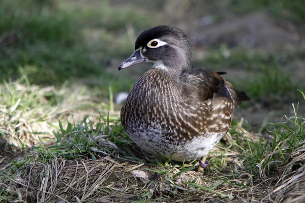 Simmande Fågel Vildhetsbegreppet — Stockfoto