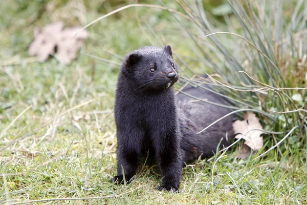 Verschillende Dieren Selectieve Focus — Stockfoto