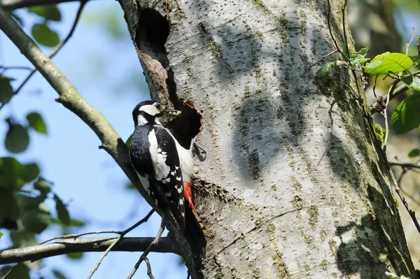 Woodpecker Птица Природе Фауна — стоковое фото