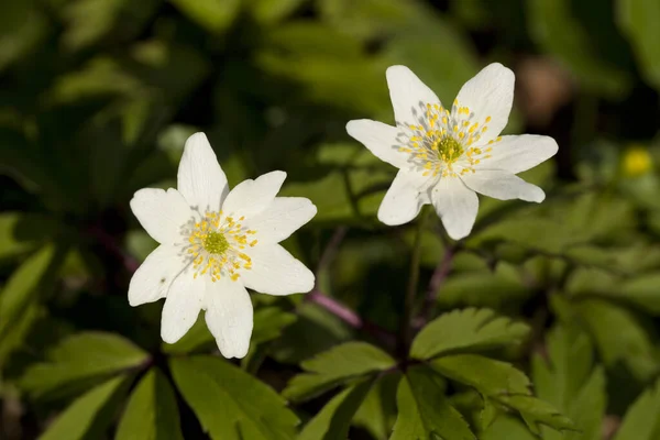 フォレスト内の白い花アネモネ アネモネ Nemorosa — ストック写真