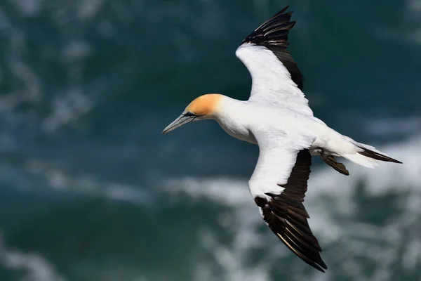 Vacker Utsikt Över Gannets Fåglar Naturen — Stockfoto