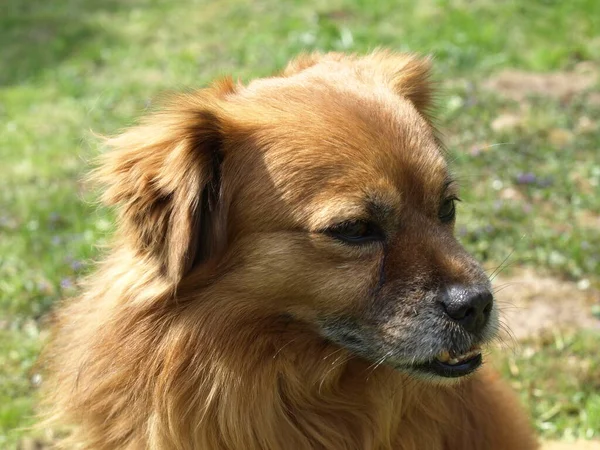 Πορτρέτο Σκύλου Ζώο Συντροφιάς — Φωτογραφία Αρχείου