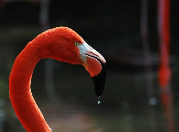 Flamingo Com Gotas Água — Fotografia de Stock