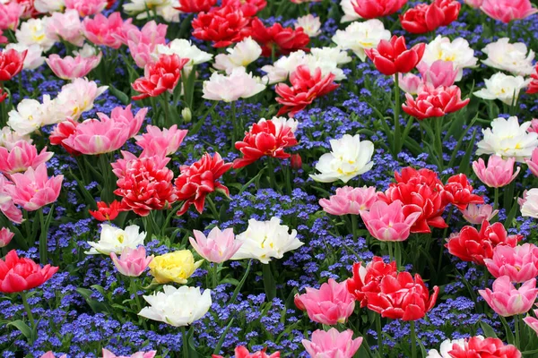 Fiori Tulipani Fiore Flora Primaverile — Foto Stock