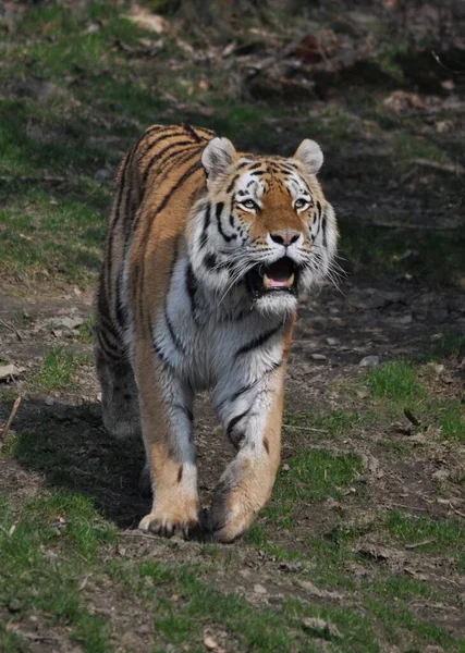 Depredador Felino Tigre Salvaje —  Fotos de Stock