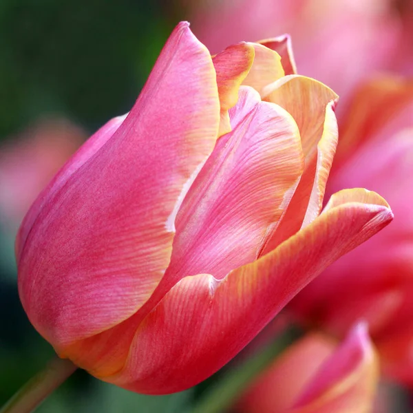 Tulpe Roten Tönen — Stockfoto