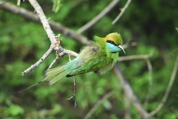 Вид Красиву Пташку Природі — стокове фото