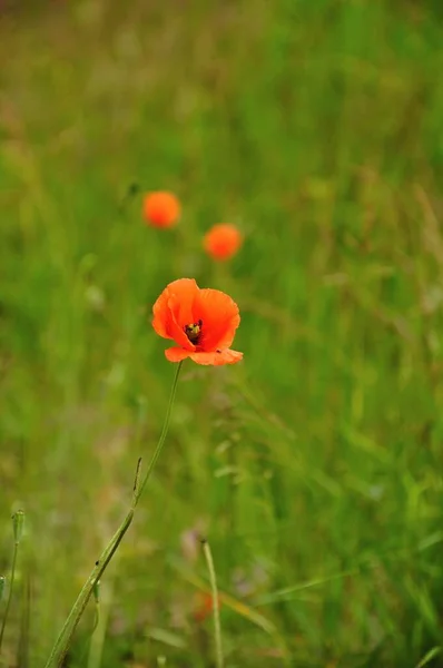 Coquelicot Rouge Illuminé Papavre Dans Pré — Photo