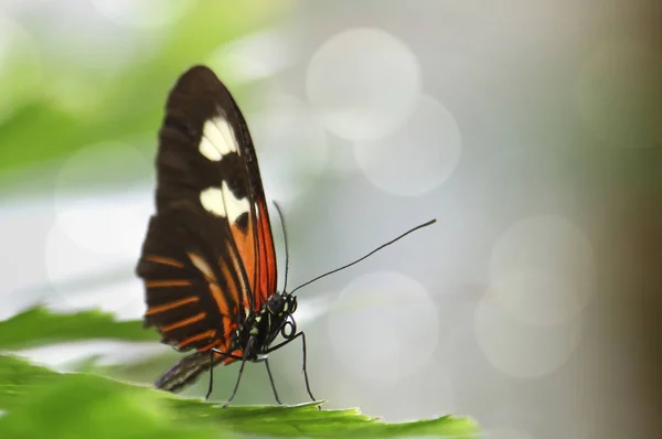 Borboleta Exótica Com Asas Inseto — Fotografia de Stock