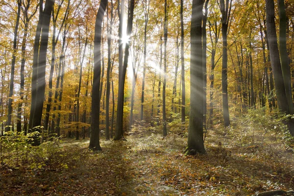 Buchenwald Herbst — Stockfoto