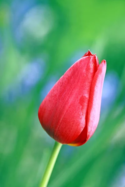 Rote Tulpe Gegen Grün Und Blau — Stockfoto